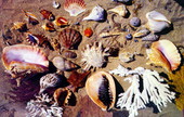Shells from the coasts of Florida.