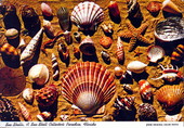 Sea shells, a sea shell collector's paradise - Florida.