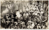 Sunken forest - Silver Springs, Florida