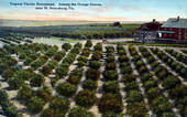 Tropical Florida homestead, among the orange groves.