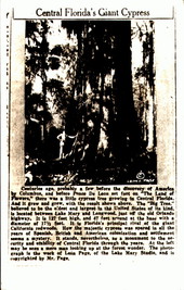 Central Florida's giant cypress