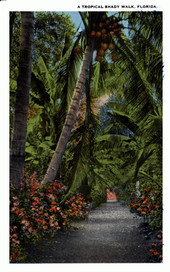 A tropical shady walk - Florida.