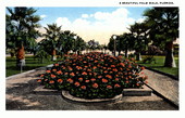 A beautiful palm walk - Florida
