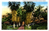 A shady walk through an avenue of palms - Florida