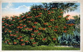 Poinsettia tree in bloom - Florida