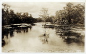 The Wakulla River, Wakulla Springs - near Tallahassee, Florida