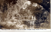 View from the wishing tree at Cypress Gardens - near Winter Haven, Florida