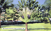 The Curious Traveler's Palm of Florida..