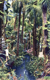 Quiet stream meandering through the cathedral of palms.