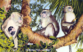 The Monkey Jungle, near Miami.