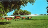 Horses graze in pastures - Ocala, Florida .