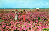 Field of Caladiums - Lake Placid, Florida