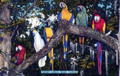 Parrots at Parrot Jungle - Miami, Florida .