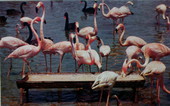 Flamingos and Black Swans in Hialeah - Miami, Florida