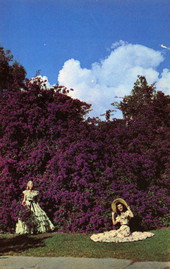 Southern belles with bougainvillea
