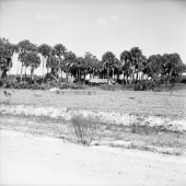 Seminole camp as seen from the road