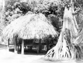 Seminole Indian chickee - Silver Springs, Florida.