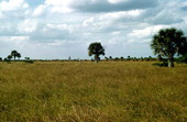 Clouds over the grassland