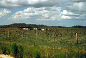 Cows grazing in a field at the Big Cypress Seminole Indian Reservation
