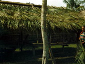 Construction of a chickee grass hut at the Dania Seminole Indian Reservation