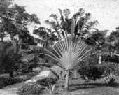 Traveler's palm.