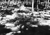 Alligators at the Saint Augustine Alligator Farm and Zoological Park