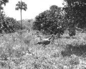 Wild Turkey walking