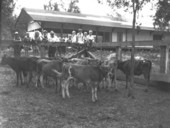 Man, children and cows