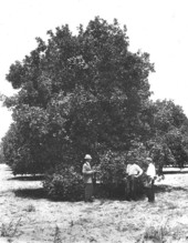 Grove owner checking orange tree in Hillsborough County area