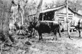 Wagon and ox team near log barn