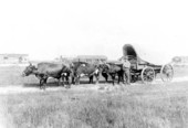 Man with oxen and wagon - De Soto County, Florida