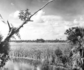 Everglades.