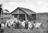 Springsted stock farm