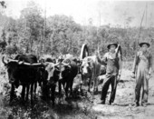 Unidentified men with oxen hauling logs.