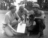 Lassie receives honorary Florida citizenship certificate