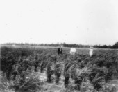 Rice and watermelon field at South Farm.