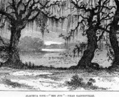 "Big Jug" sinkhole : Paynes Prairie, Florida