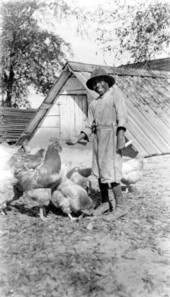Young boy feeding chickens.