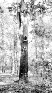 Picture of a tree at Tall Timbers Plantation : Tallahassee, Florida.