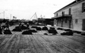 Sponge auction - Key West, Florida