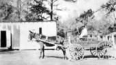 Man with mule-drawn wagon at Killearn Gardens :Tallahassee, Florida