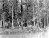 Boy, elephant and chimpanzee in a scene from a Tarzan movie.