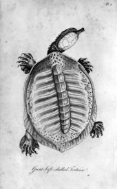Drawing of a great soft-shelled tortoise by William Bartram
