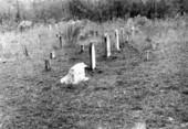 Cemetery of abandoned town - Varnom, Florida