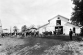 Dean's Dairy herd - DeLand, Florida