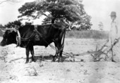 Walter Kent plowing with his ox-drawn plow.