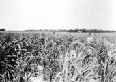 Rice field at South Farm - Okaloosa County, Florida
