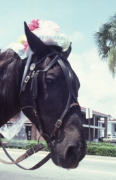 Bonnet-wearing horse working for Major Argett - Saint Augustine, Florida