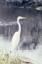 American egret at Shark Valley - Everglades National Park, Florida