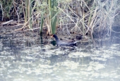 Florida Gallinule in Shark Valley at the park - Everglades National Park, Florida